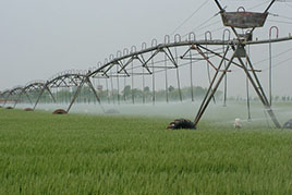 國有現代農場繁種，土地成方連片